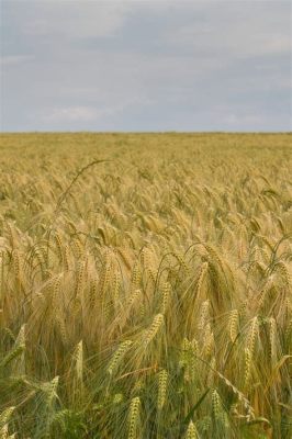  Barley – Ziarno Przyszłości czy Tylko Stary Dobry Oset?