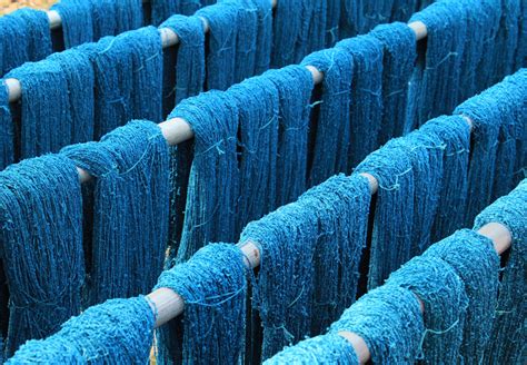 Indigokrzep Is Key for Sustainable Textile Dyeing and Bio-Based Pigment Production!